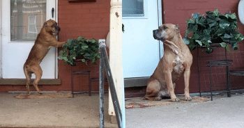 Loyal Dog Waits Outside Empty Home for Weeks After Family Abandons Him