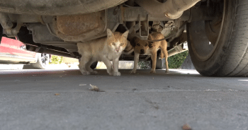 Puppies and a Cat Comfort Their Wounded Friend Until Help Comes