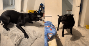 Chaos Erupts at Bedtime When the Family Dog Decides It’s Zoomie O’Clock