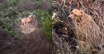 Helpless Puppy Stands in the Road After Tornado, Hoping for a Miracle