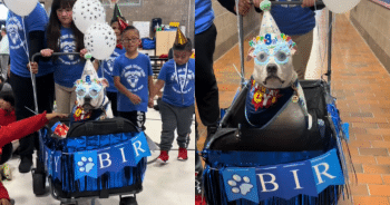 Elementary School Kids Honor Their Deaf Therapy Dog with a Birthday Celebration
