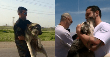 Stray Dog Never Forgot the Soldier Who Loved Him—And Now They’re Together Again