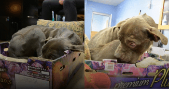 Even in Safety, This Scared Pup Couldn’t Let Go of His Box