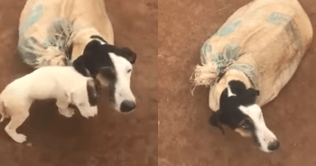 Thrown Away Like Trash—But This Mama Dog and Her Puppies Get a Second Chance