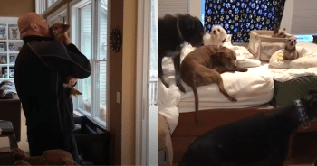 Hundreds of Senior Dogs Get a New Lease on Life Thanks to This Incredible Couple