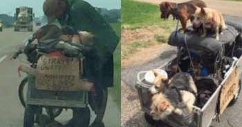Woman Encounters Homeless Man and His Pack of Strays—And Learns a Powerful Lesson