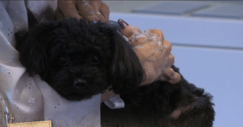 Teacup Poodle’s Sweet Elevator Mission Has Everyone Smiling