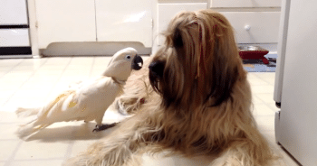 Cockatoo’s Adorable Barking Impression Proves She’s One of the Pack