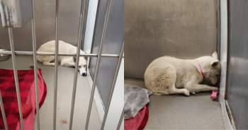 Husky’s Past Trauma Left Her Too Scared to Move Around People