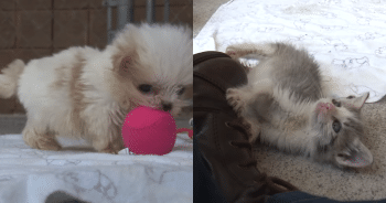 Small but Mighty: Puppy Mill Survivor’s First Friendship Will Melt Your Heart