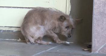 From Shaking With Fear to Wagging With Joy—This Rescue Dog’s Story Is Beautiful