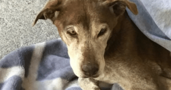 Hikers Hear Whining and Stumble Upon Lost Senior Dog Who’s Been Missing for Weeks