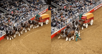 Hearts Pound as Clydesdale Falls and Struggles to Get Up During Rodeo Event