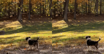 She Didn’t Mean to Capture This Fall Memory, But Now It’s Moving People