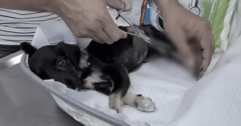 Owner Left This Puppy After a Tragic Accident, But Her Rescue Was Coming