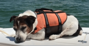 Lost at Sea: Tiny Dog in Life Vest Fights to Stay Afloat Until Rescuers Arrive