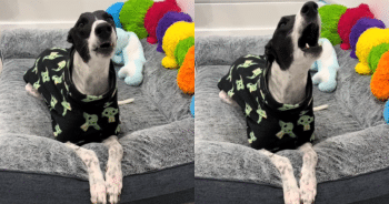 Dog Opera? Greyhound’s Stunning Aria Performance Is a Showstopper