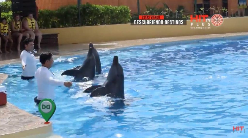 Never Swim With Dolphins at Barceló Maya Grand Resort Near Playa Del Carmen—Here’s Why