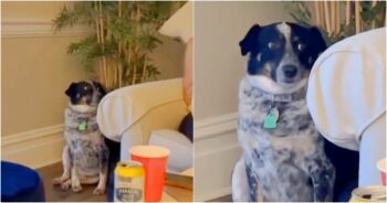 Dog’s ‘Stealthy Moves’ When Feeling Awkward At Party