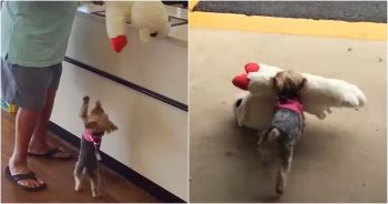 Tiny Dog Insists On Buying The Biggest Toy In The Pet Store