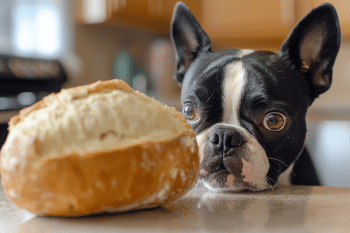 9 Weirdest Things Dogs Have Been Caught Doing On Camera