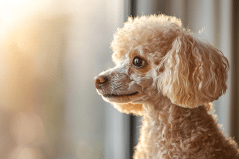 11 Ways Your Dog Can Sense When Something Big Is About To Happen