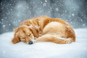 13 Strange but True Facts About Your Dog’s Tail