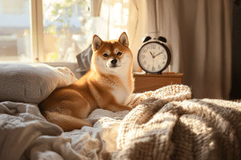 13 Ways Your Dog Is Secretly Controlling Your Daily Routine