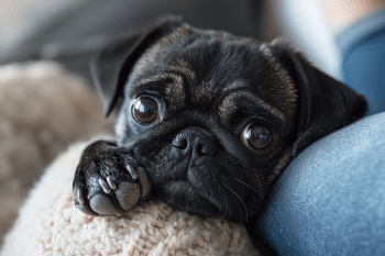 11 Unusual Ways Your Dog Tries To Apologize When They Mess Up