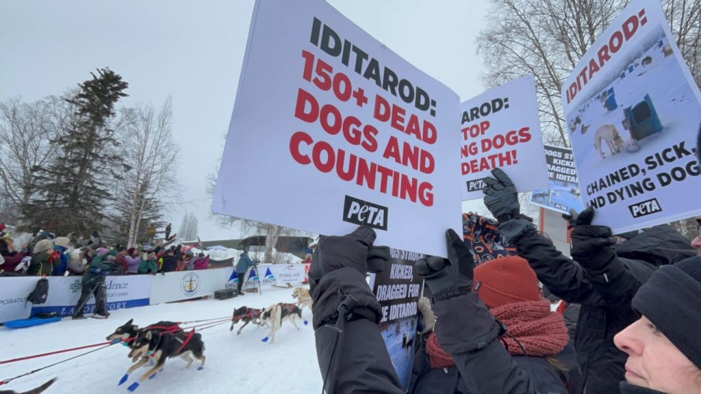 The 2025 Iditarod Will Be Another Grueling Race for Dogs