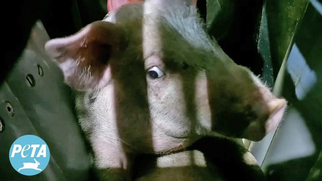 Caught on Video: Pigs Sliced Open Alive at Pig Slaughterhouse in Canada