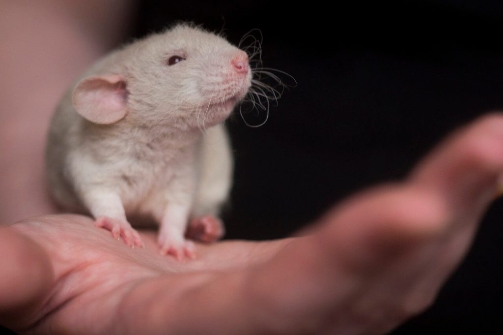 5 Ways Trump’s FDA Can Advance Human Health With Non-Animal Tests