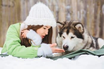 13 Ultimate Dog Breeds That Are Built For Snow & Cold Weather