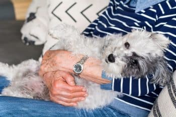 9 Snuggliest Dog Breeds That Think Your Lap Is Their Throne