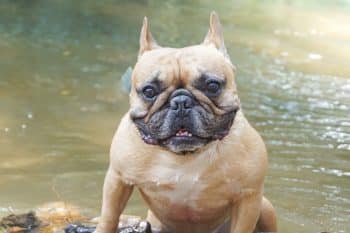 15 Tiny Dog Breeds With Giant Attitudes (And Even Bigger Hearts)