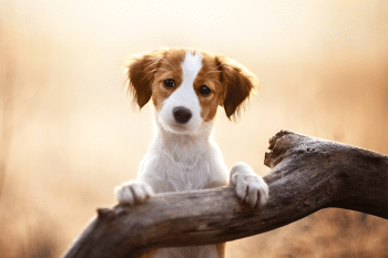 9 Rare Dog Breeds You’ll Instantly Fall In Love With