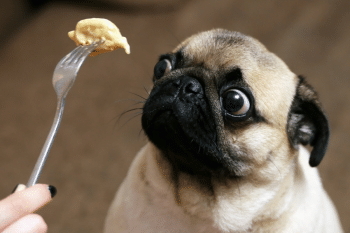 15 Most Mischievous Dog Breeds That Will Keep You Laughing