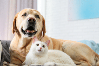 13 Large Dog Breeds That Are Surprisingly Gentle With Cats