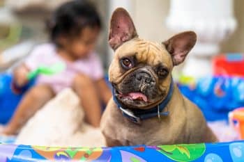 13 Most Adaptable Dog Breeds That Can Handle Any Living Situation