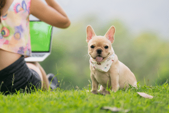 9 Dog Breeds That Won’t File a Complaint When You Work Overtime