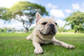 9 Small Dog Breeds With Attitudes Bigger Than Their Bodies