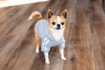 11 Incredible Dog Breeds That Almost Never Get Sick