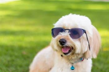 15 Small Dog Breeds That Pack a Huge Personality