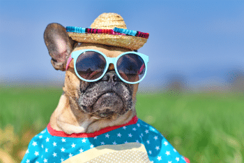 15 Ultimate Dog Breeds For People Who Love To Travel