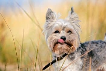 9 Best Small Dog Breeds for People Who Love to Travel