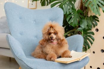 11 Best Dog Breeds For People Who Hate A Messy House