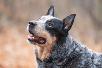 9 Ultimate Adventure-Loving Dog Breeds for Outdoor Enthusiasts