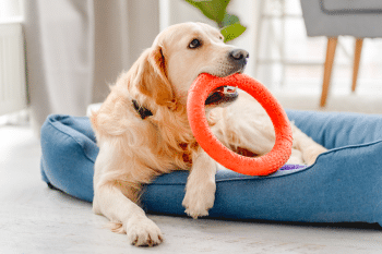 11 Large Dog Breeds That Stay Playful Puppies For Life