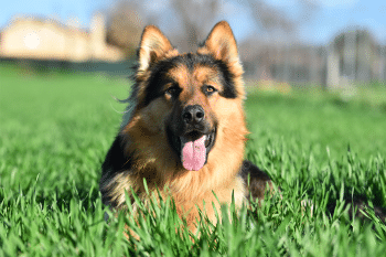 11 Dog Breeds That Were Born To Lead