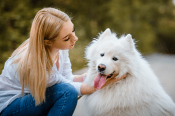 9 Fluffiest Dog Breeds That Look Like Walking Teddy Bears